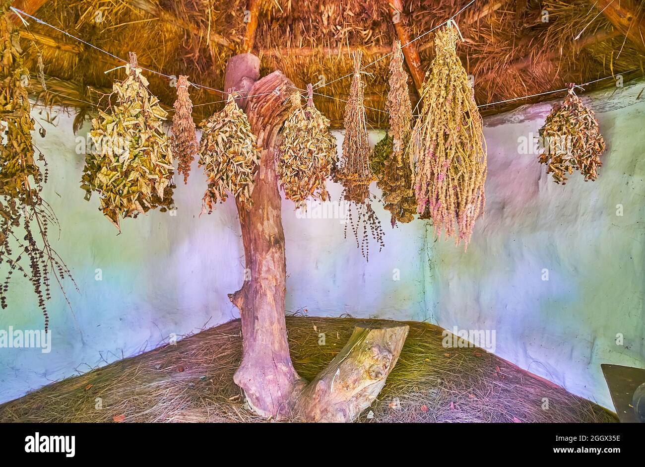 The drying herbs in a small forest hut of the herbal healer, Pereiaslav Scansen, Ukraine Stock Photo