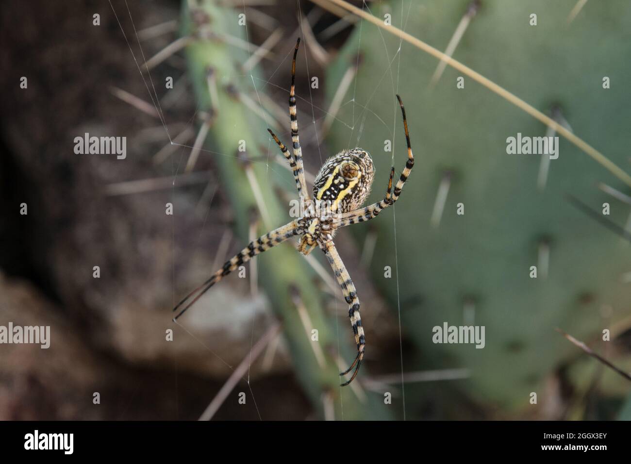 Black and Yellow Garden Spider, Aurantia Argiope, by cactus Stock Photo