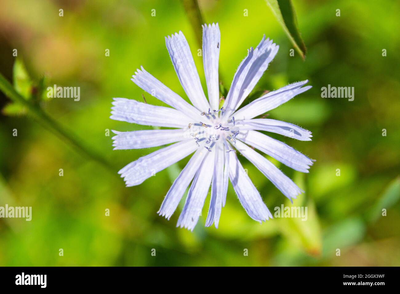 The flower of a chicory (Cichorium intybus) Stock Photo