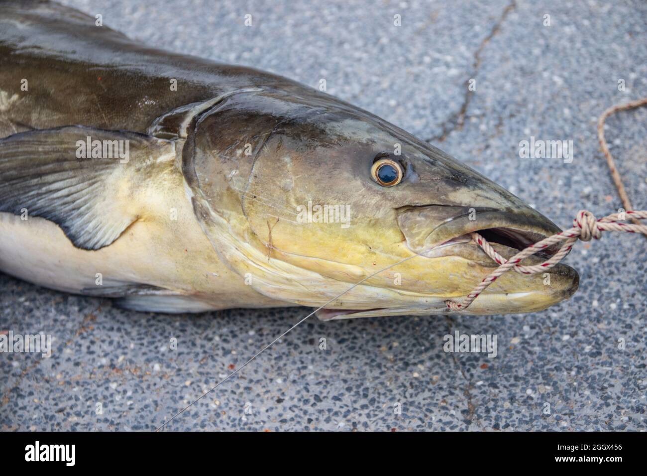 close up picture of a freshly caught eel tail catfish Stock Photo - Alamy