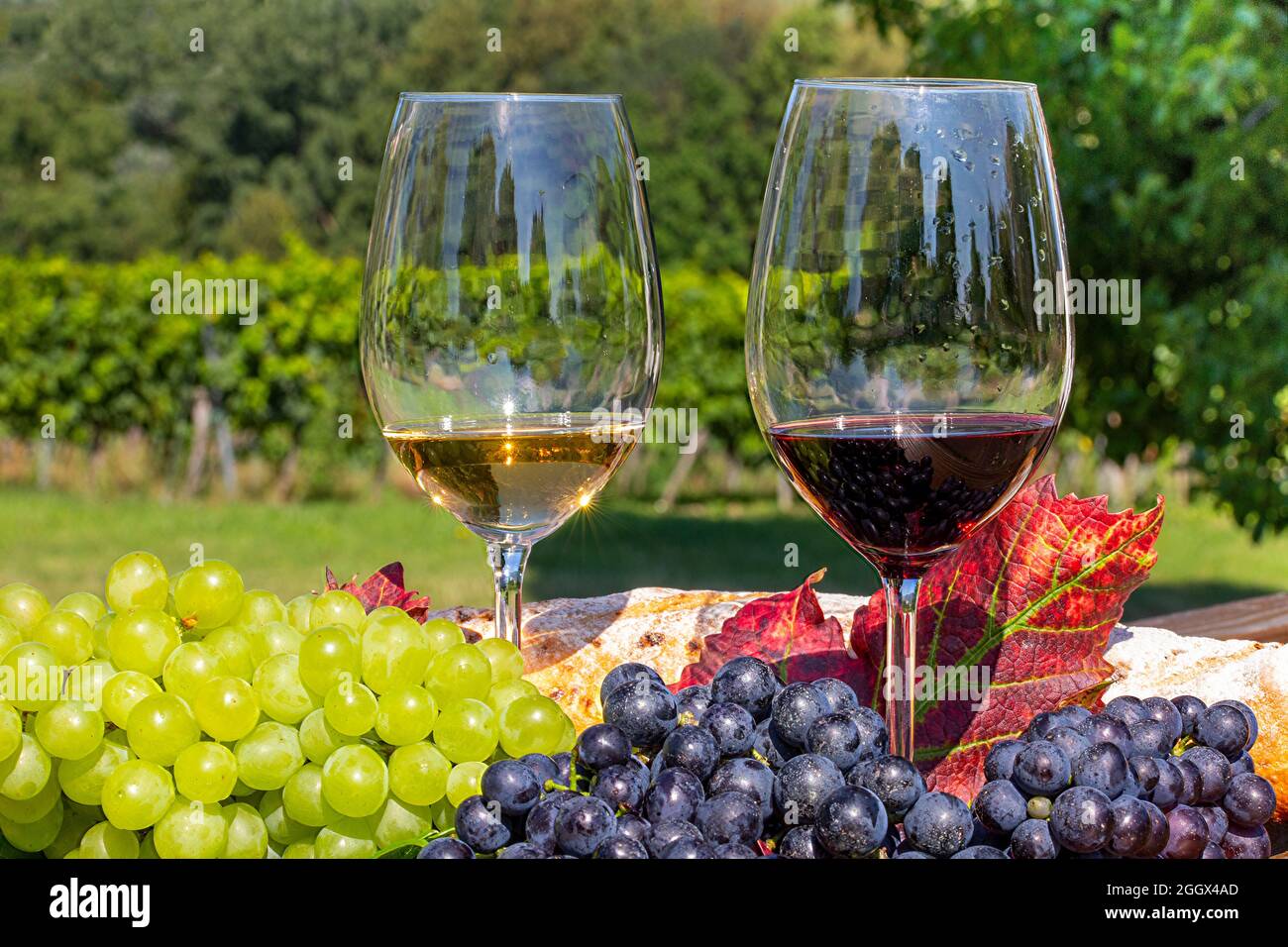 Symbolbild Weinlese: Reife Weintrauben mit Weingläsern dekoriert auf einem Holztisch Stock Photo