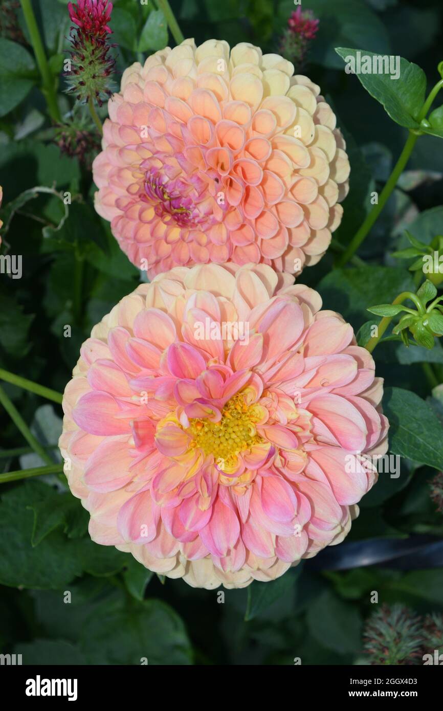 Dahlia Jowey Nicky. Two large pink to yellow double flowers. Stock Photo