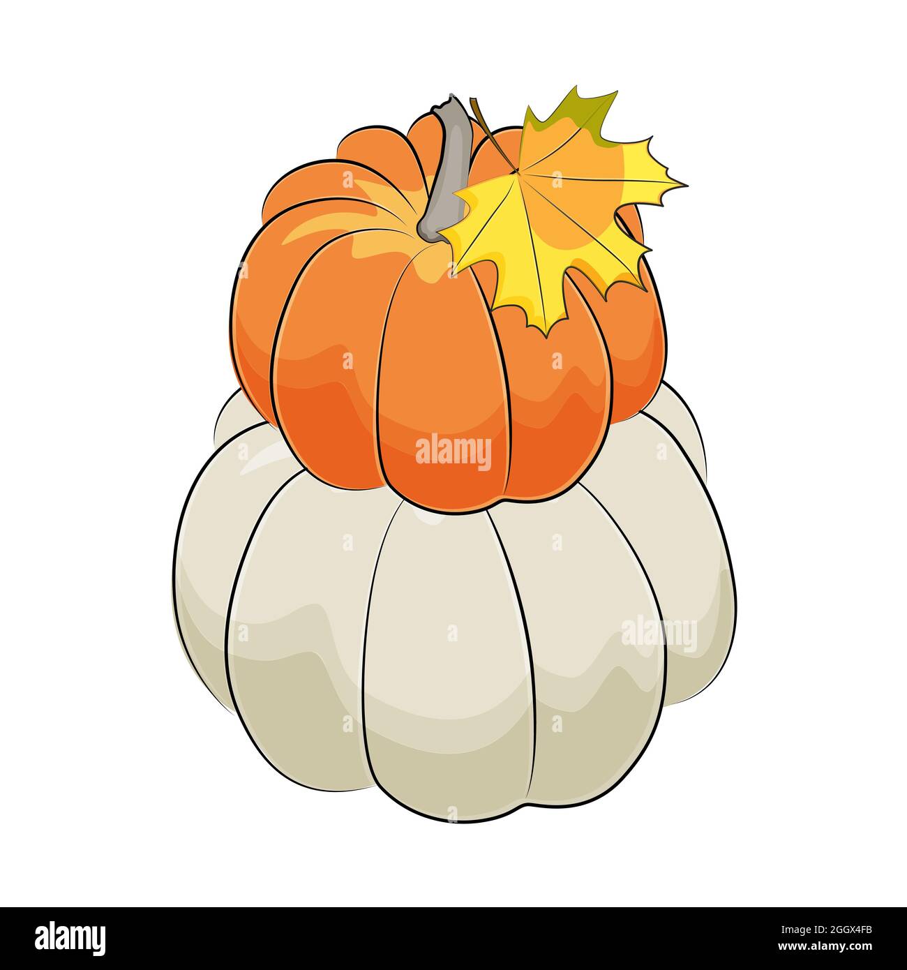 White and orange autumn pumpkins. Vector illustration Stock Vector ...