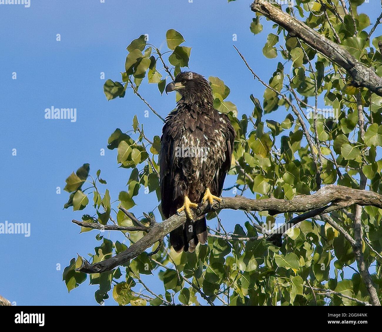 Juvenile bald eagle perched in a tree Stock Photo