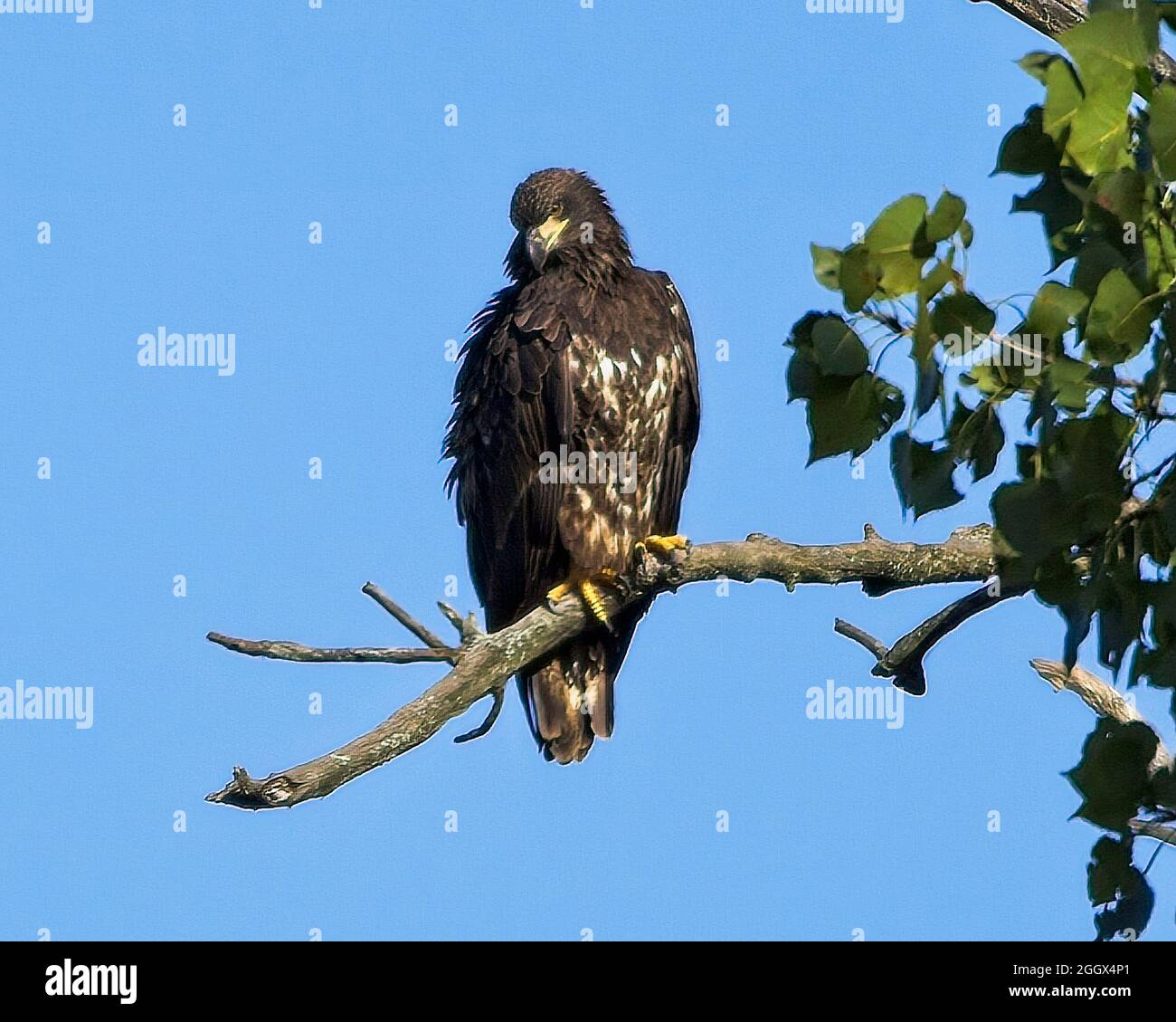 Juvenile bald eagle perched in a tree Stock Photo
