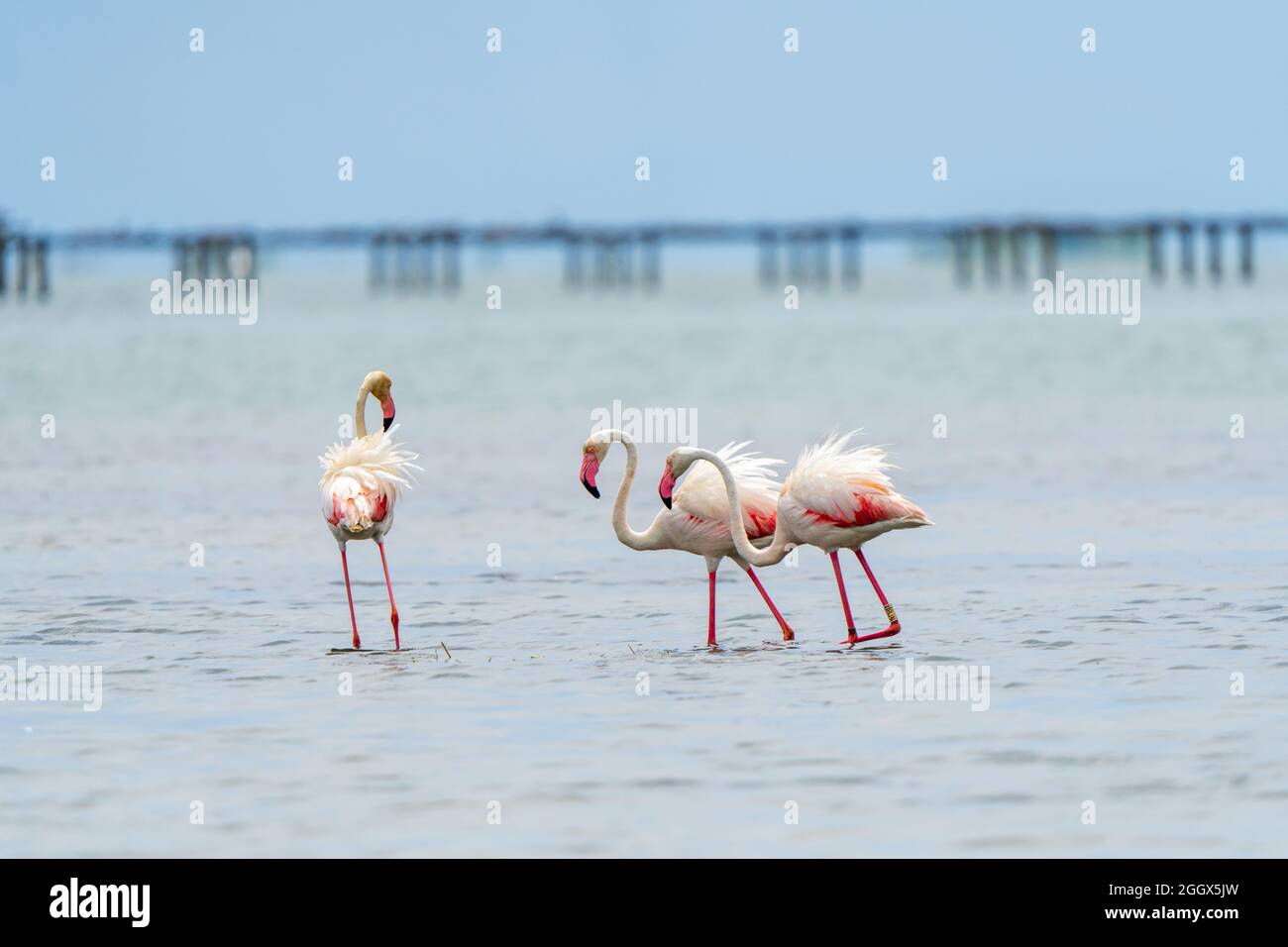 Closeup of three flamingos walking in the water Stock Photo - Alamy