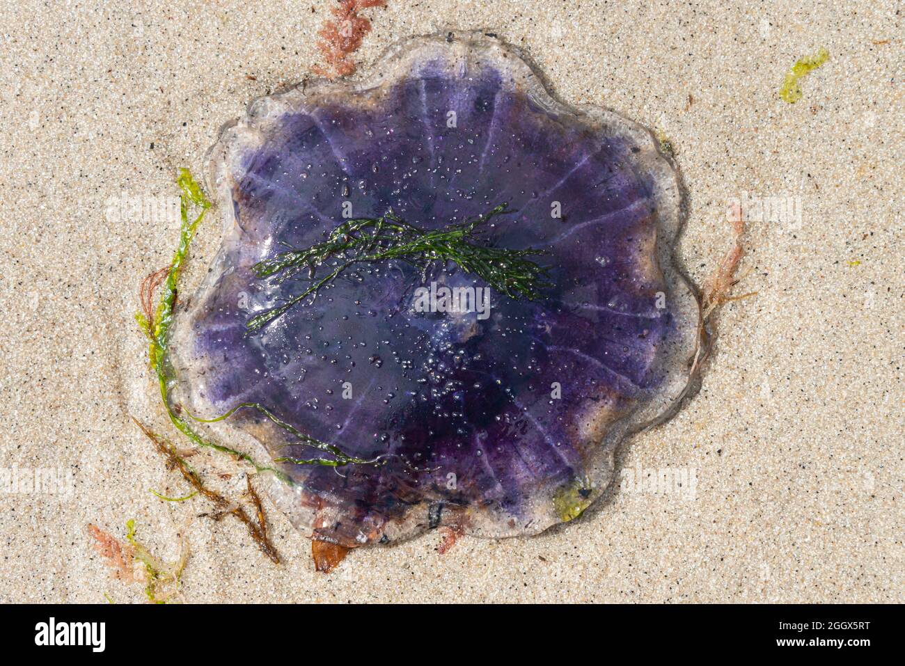 A blue jellyfish (Cyanea lamarckii) washed up on a beach Stock Photo