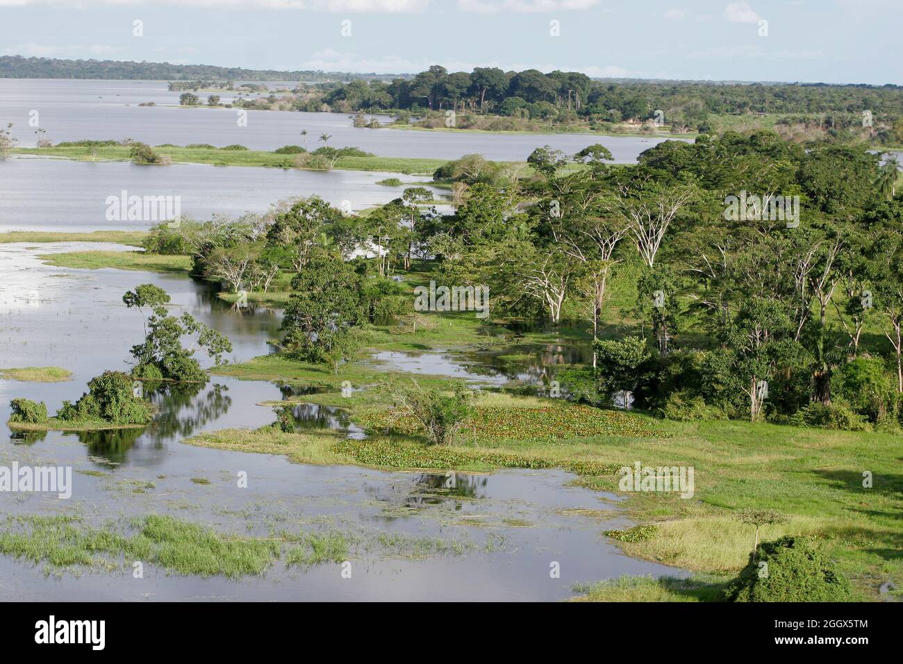 Tapajos river, flooded forest on riverside. Stock Photo
