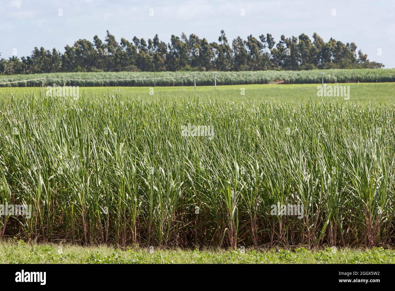 Sugarcane plantation. Stock Photo