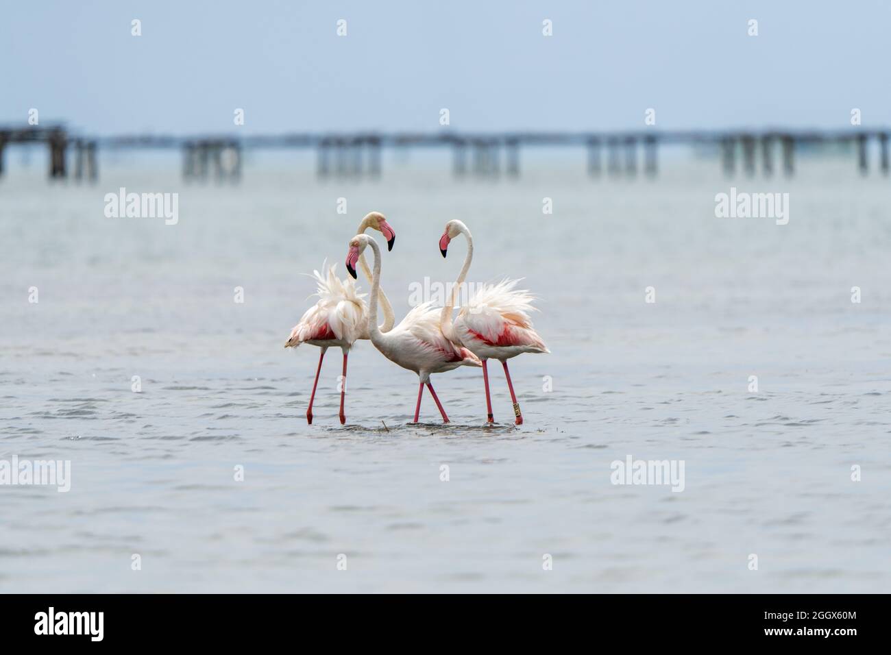 Closeup of three flamingos standing in the water Stock Photo - Alamy