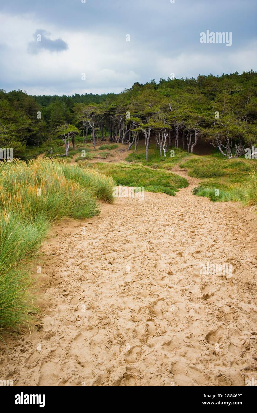 Sand dunes at Formby looking towards the woodland area Stock Photo