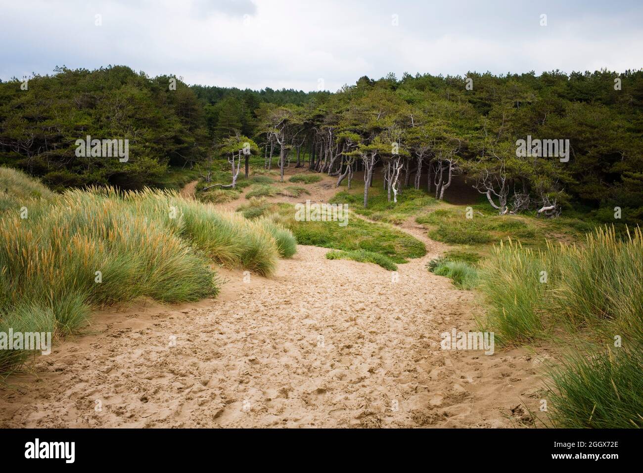 Sand dunes at Formby looking towards the woodland area Stock Photo