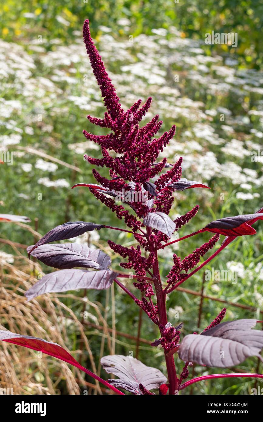 Fresh red flowering amaranth plant outdoors Stock Photo