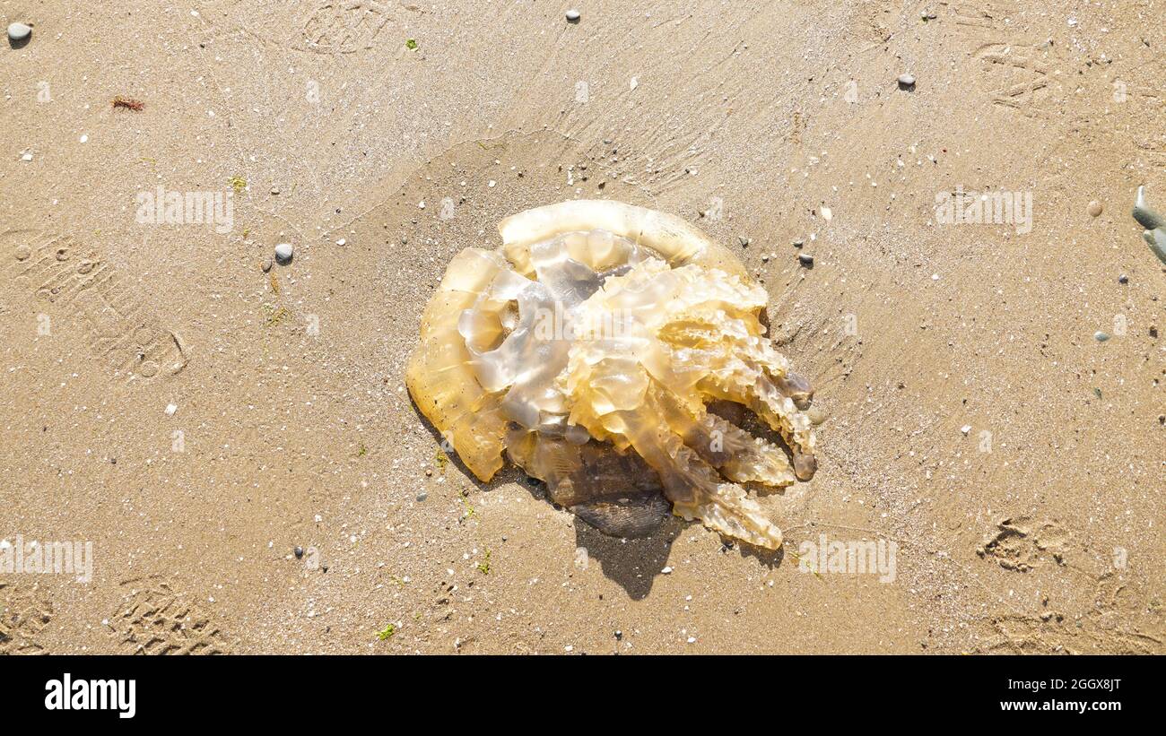 Jellyfish on the beach Stock Photo Alamy