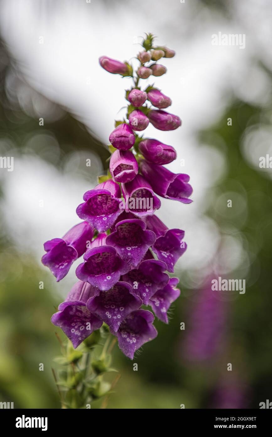 Foxglove in bloom ( Digitalis purpurea) Stock Photo
