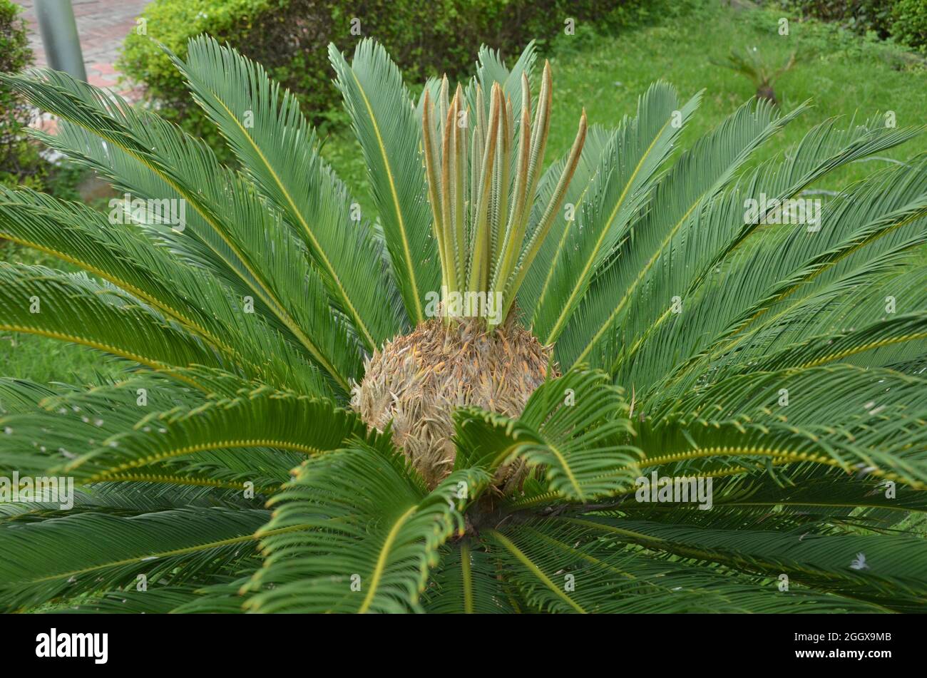 Selective focus on Cycas pectinata plant one of the most attractive plant in the park in morning sunlight. This plant is commonly used in parks. Stock Photo