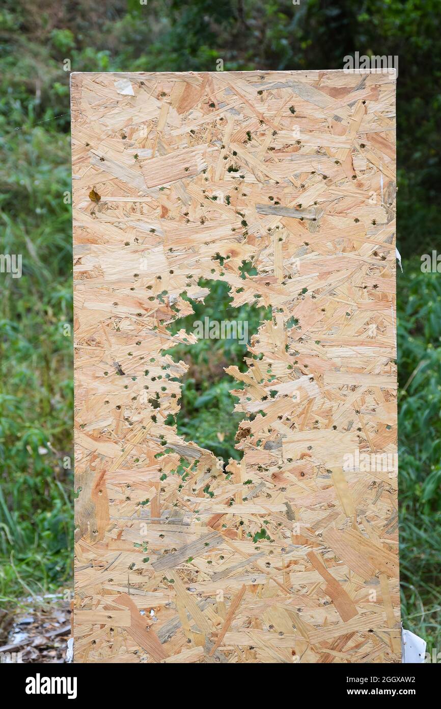 In the forest in the open air, a shot wood board in bullet holes Stock Photo