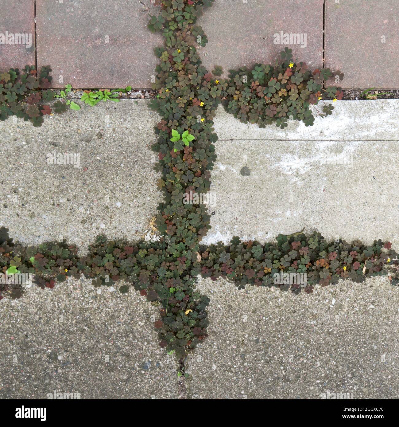 Detail of small plant in the slot of the pavement, background Stock Photo