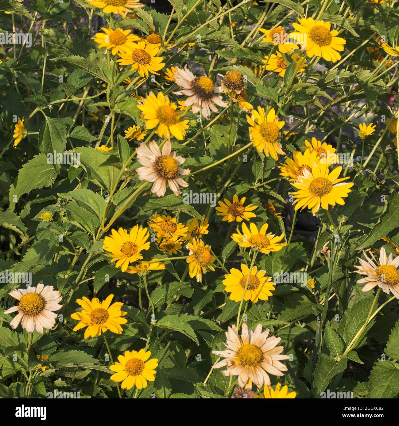 Yellow late summer flowers, dry and fresh ones Stock Photo