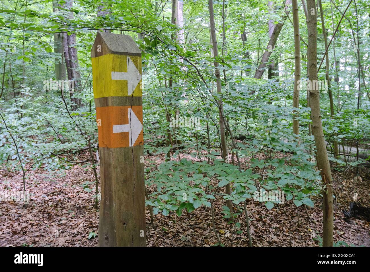 Wooden sign pole with arrows in tge forest Stock Photo