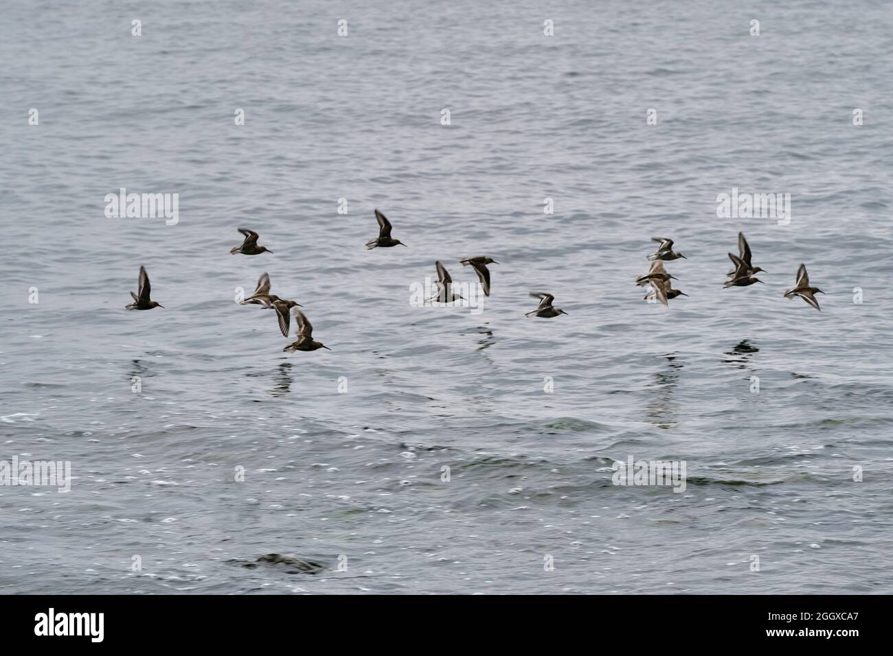 Small birds over the water surface, Baltic Sea Stock Photo