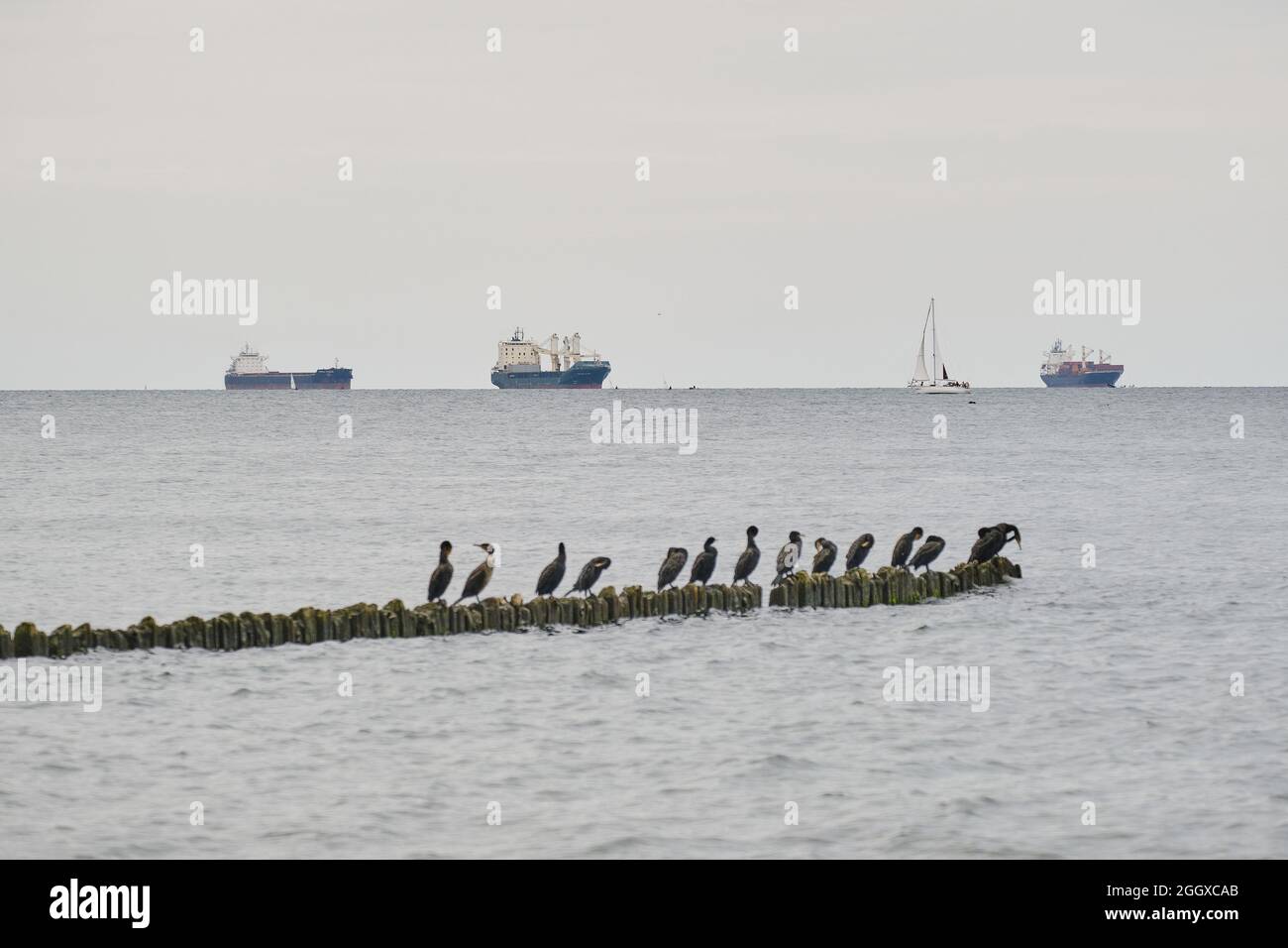 Seascape with cormorants on the breakwater, vessels in the background Stock Photo