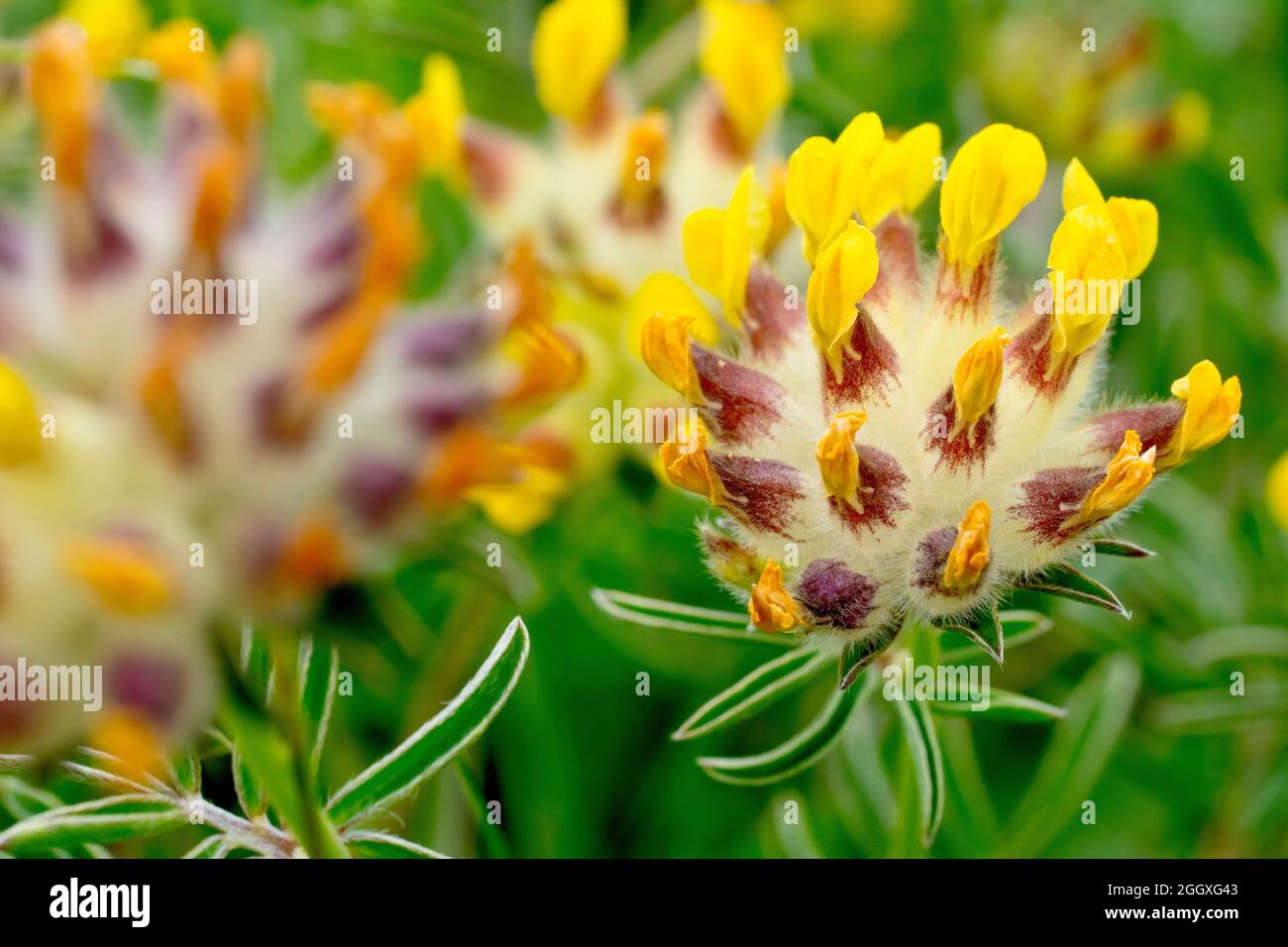 Kidney Vetch (anthyllis vulneraria), also known as Lady's Fingers, close up of the flat woolly flowerhead with new and old yellow flowers. Stock Photo