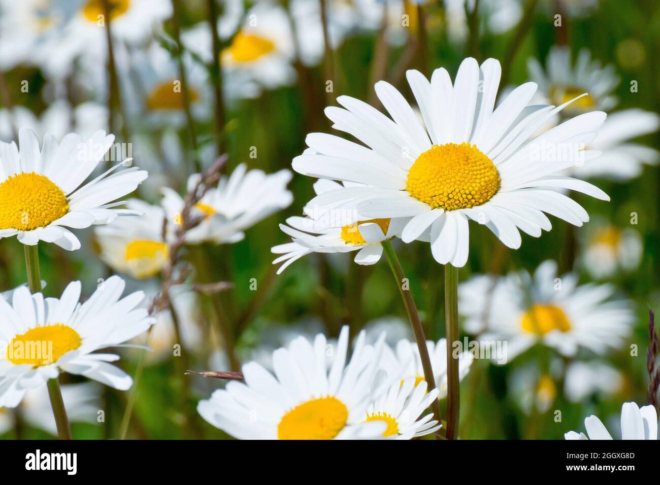Ox-eye Daisy (leucanthemum vulgare or chrysanthemum leucanthemum), also Dog Daisy or Marguerite, close up of a single flower out of many. Stock Photo