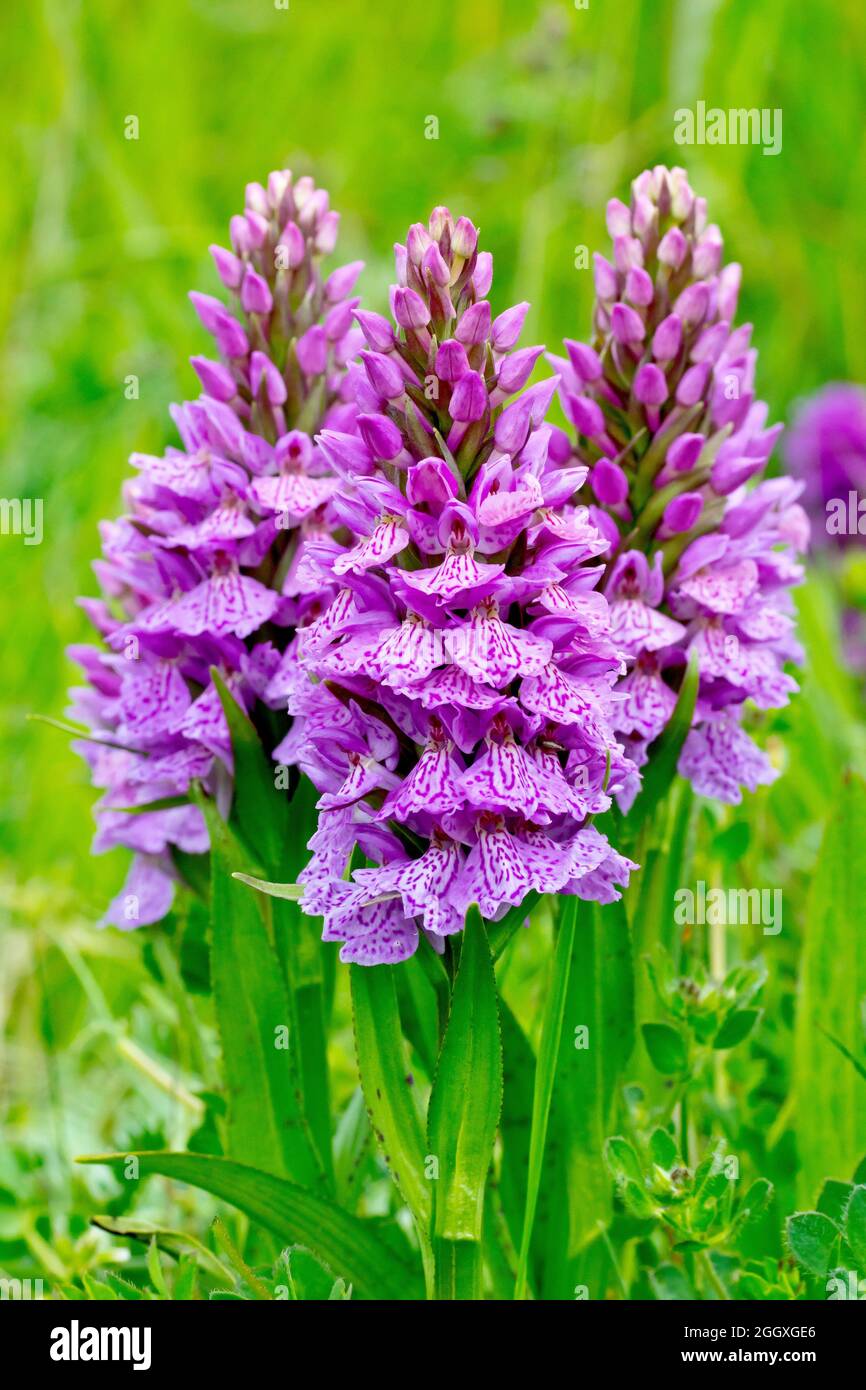 Spotted Orchids, probably Heath Spotted Orchid (dactylorhiza maculata, dactylorchis maculata), close up of a group of the pink grassland flower. Stock Photo