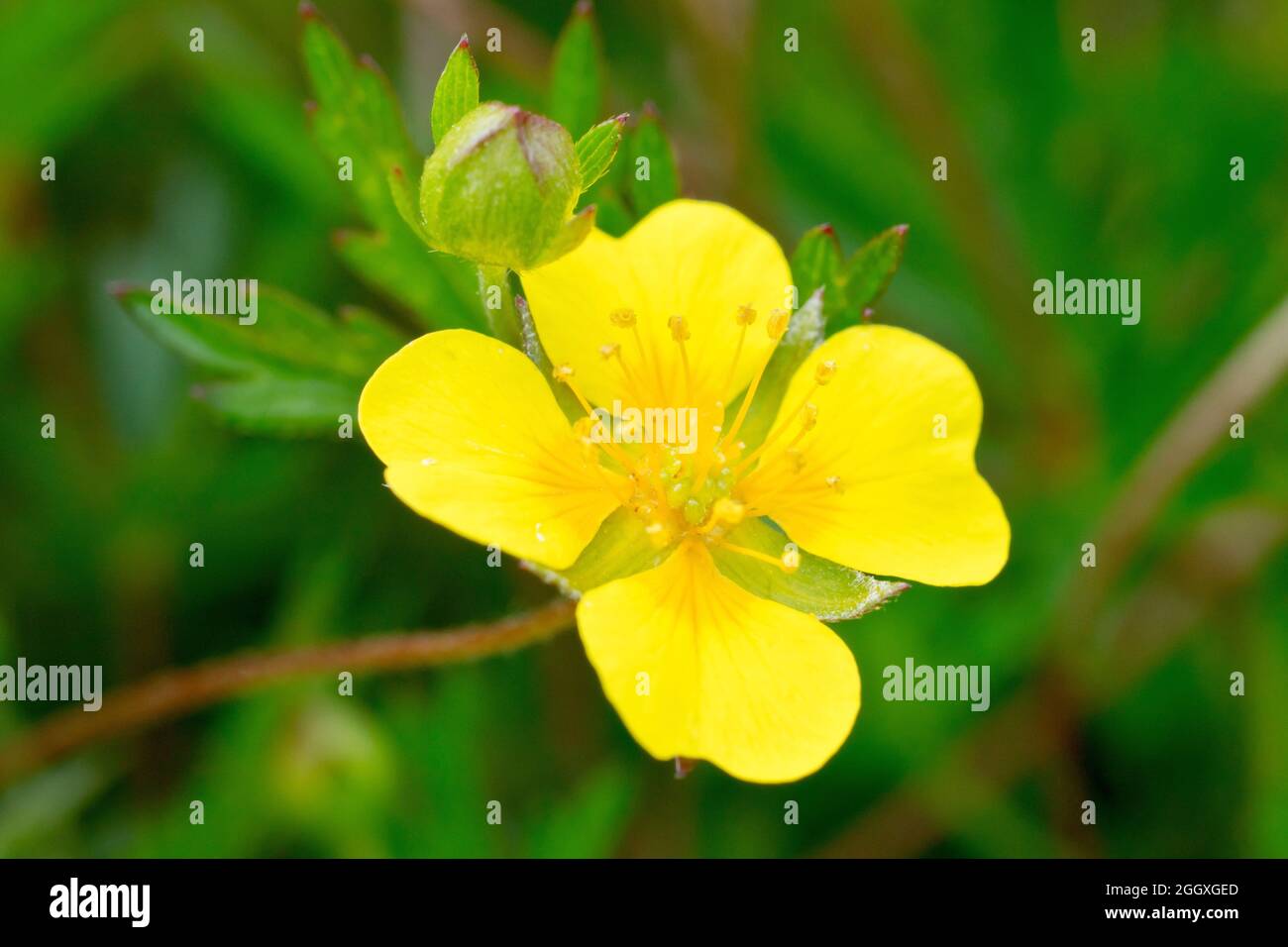 Tormentil (potentilla erecta), close up of a single yellow flower with bud isolated from the background. Stock Photo
