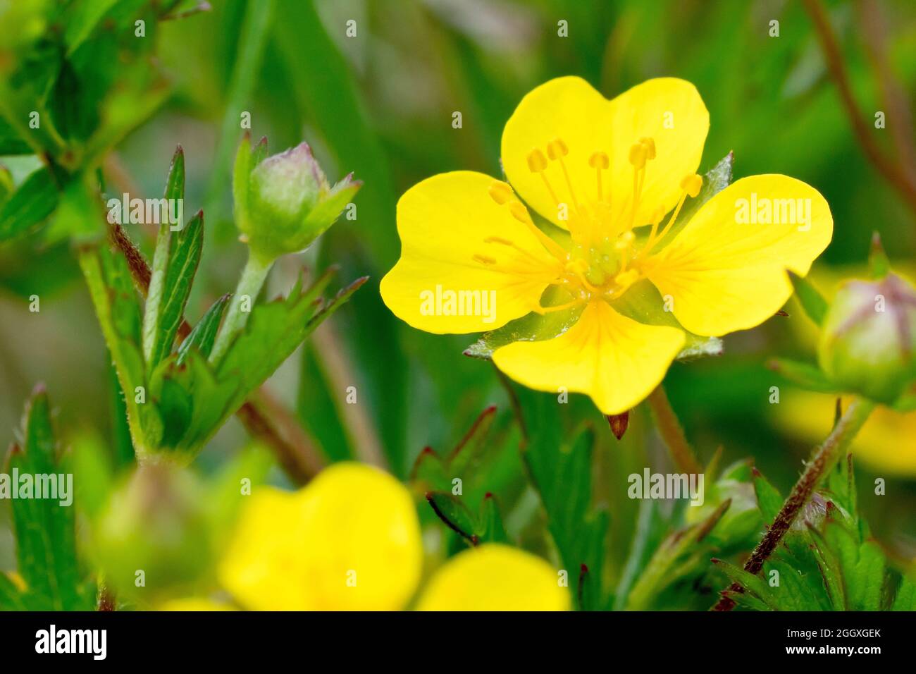 Tormentil (potentilla erecta), close up of a single yellow flower growing amidst others. Stock Photo