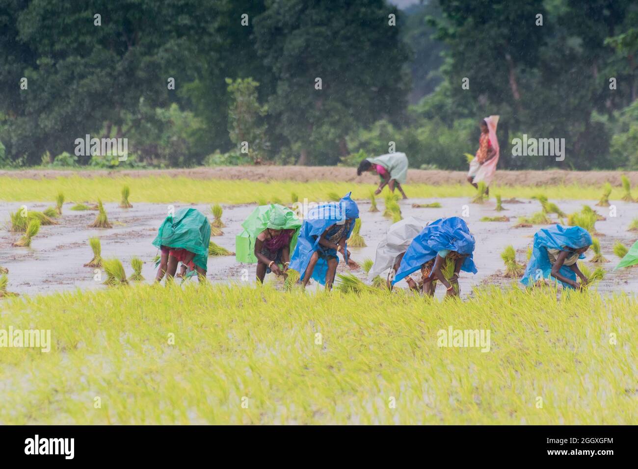Indian rice harvest hi-res stock photography and images - Alamy