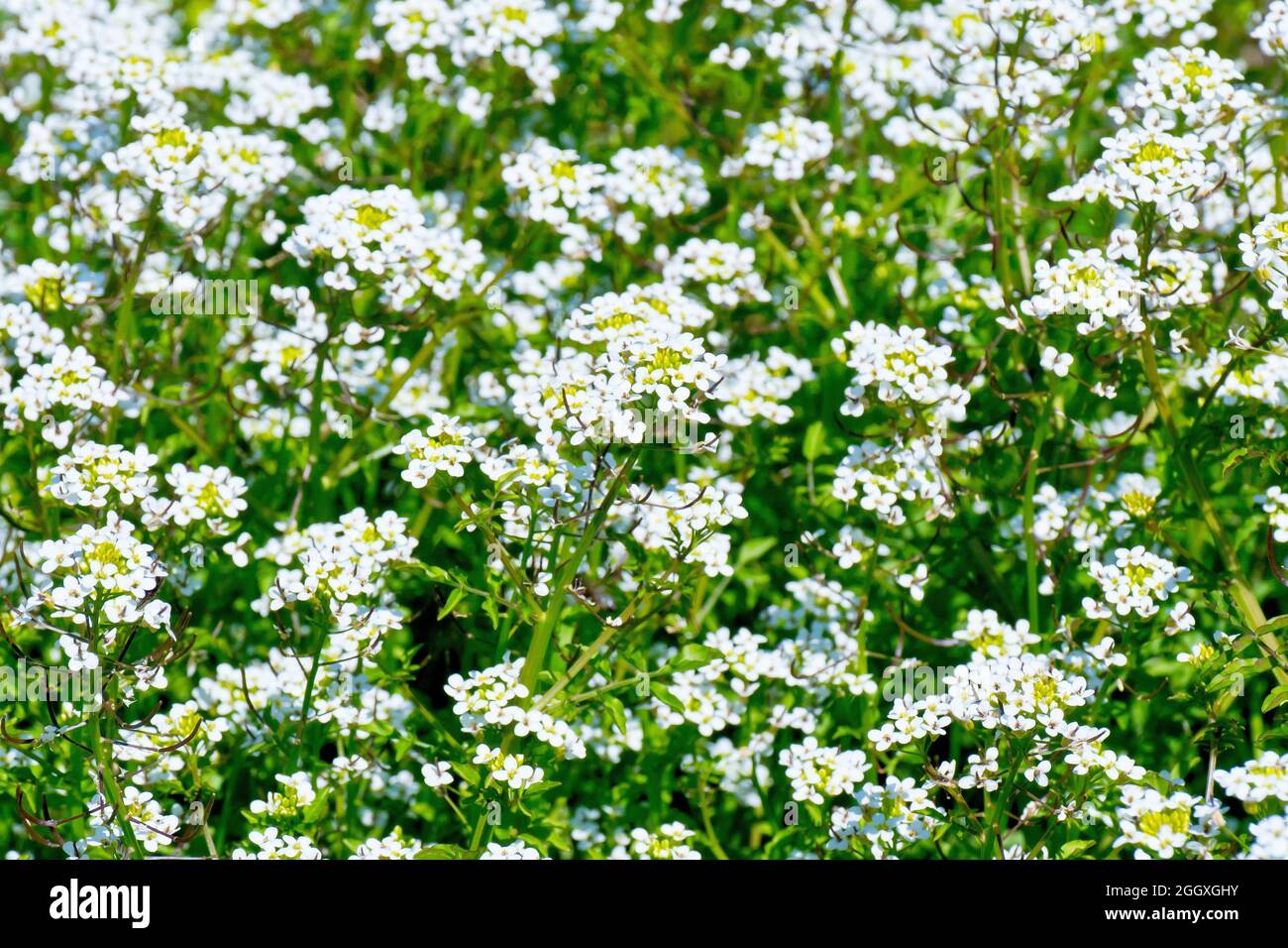 Water-cress (nasturtium officinale), an image showing a mass of the white flowered plant growing at the bottom of a roadside ditch. Stock Photo