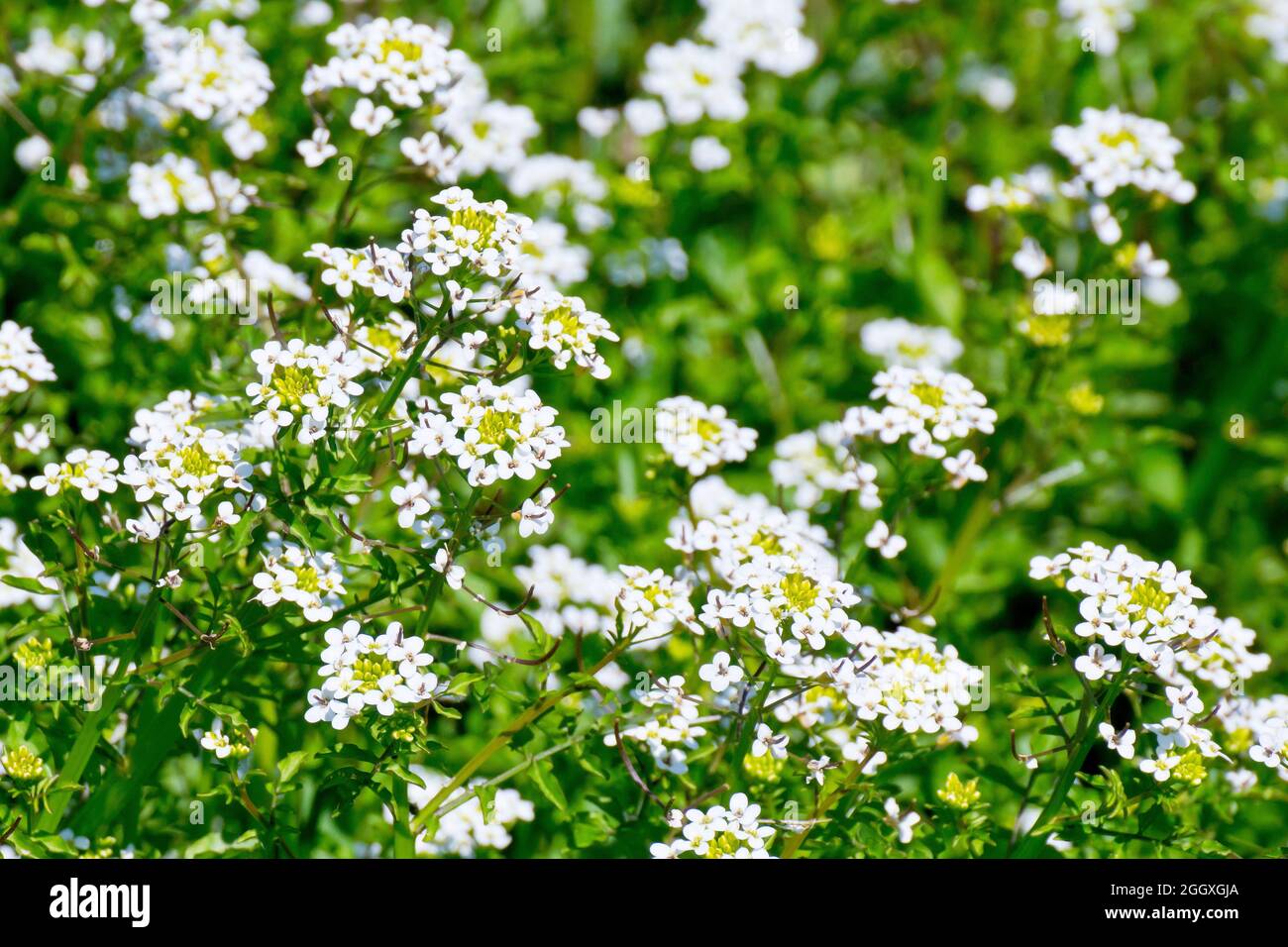 Water-cress (nasturtium officinale), close up showing a mass of the white flowered plant growing at the bottom of a roadside ditch. Stock Photo
