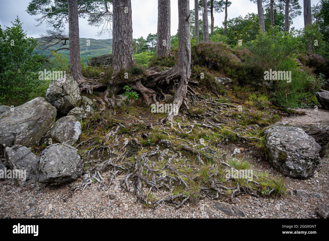 Tree roots by Loch Eck, Cowal Peninsula, Scotland Stock Photo - Alamy