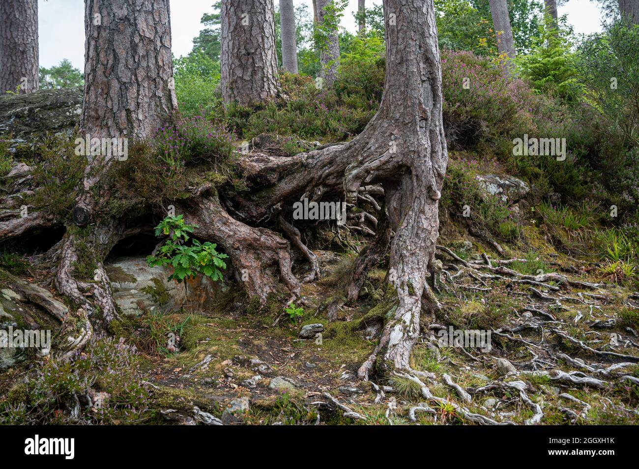 Tree roots by Loch Eck, Cowal Peninsula, Scotland Stock Photo - Alamy