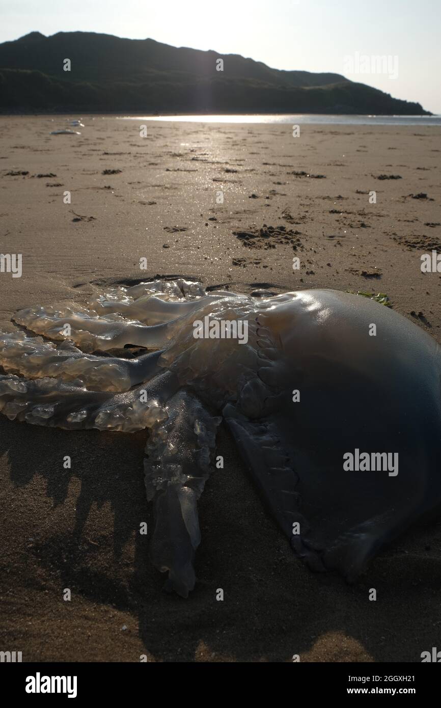 Gower, Swansea, UK. 3rd September, 2021. UK Weather: Large jelly fish litter the beach as the tide leaves them high and dry on a beautiful sunny and warm evening at Broughton Bay on the Gower peninsula. Credit: Gareth Llewelyn/Alamy Live News Stock Photo