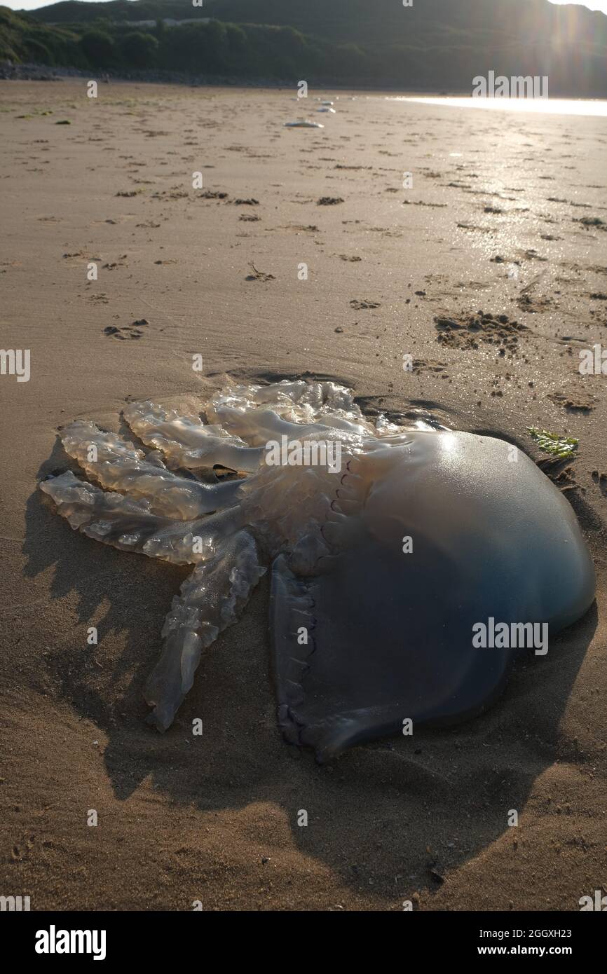 Gower, Swansea, UK. 3rd September, 2021. UK Weather: Large jelly fish litter the beach as the tide leaves them high and dry on a beautiful sunny and warm evening at Broughton Bay on the Gower peninsula. Credit: Gareth Llewelyn/Alamy Live News Stock Photo
