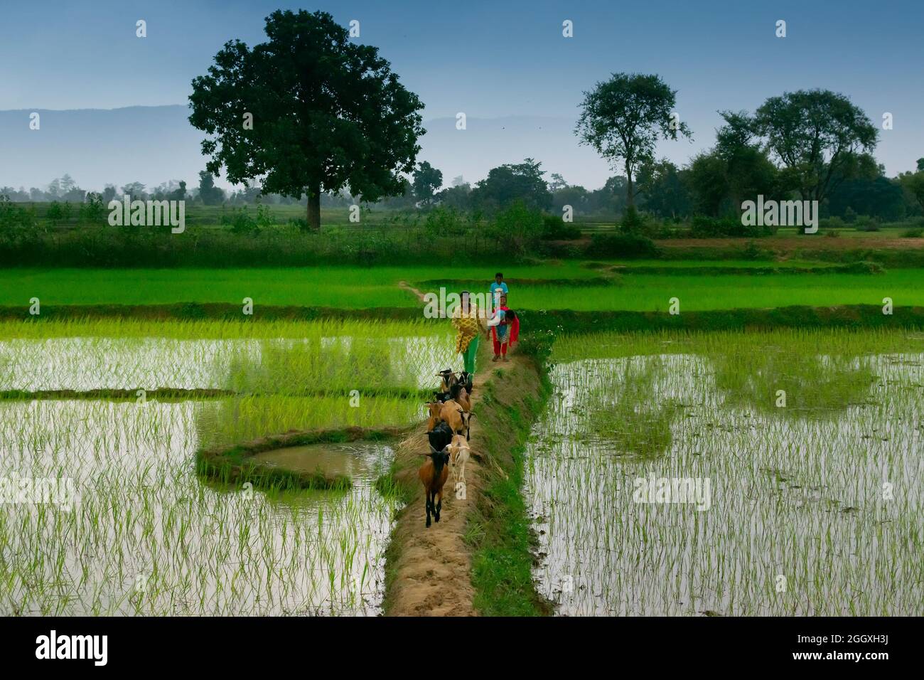 Purulia, West Bengal, Indian - August 13th 2017 : Rural children returning home with their goats after feeding them in the field, monsoon sky above. Stock Photo
