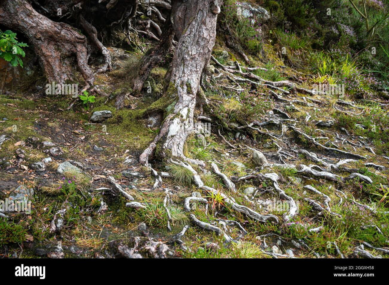 Tree roots by Loch Eck, Cowal Peninsula, Scotland Stock Photo - Alamy