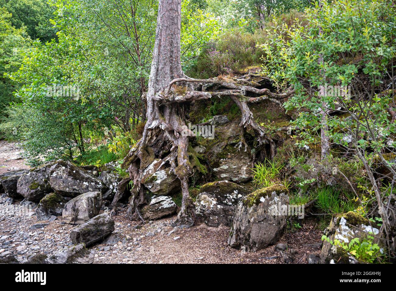 Tree roots by Loch Eck, Cowal Peninsula, Scotland Stock Photo - Alamy