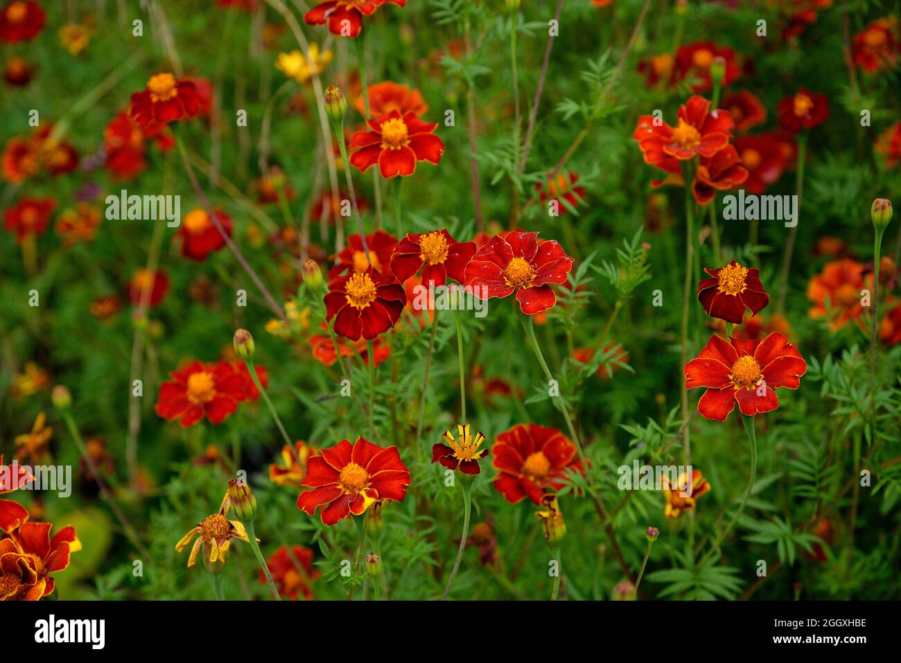 Flowers in summer in the United Kingdom. Stock Photo
