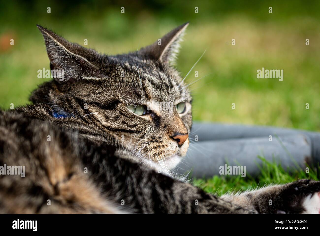 A close up of a tabby cat laying in a garden Stock Photo