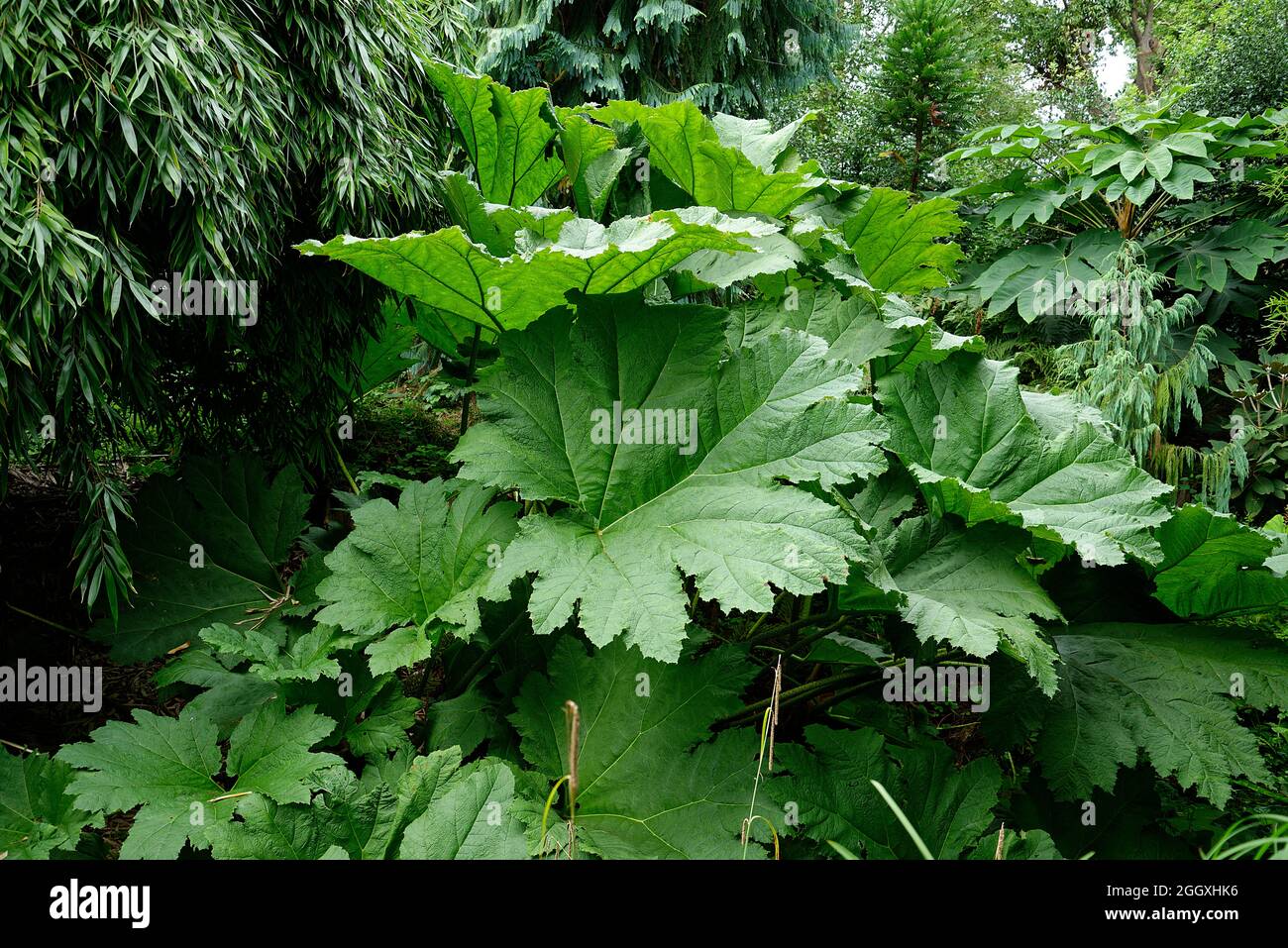 Gunnera Manicata plants. Also known as giant spiky rhubarb plant. Prehistoric tropical plant. Architectural plant that likes damp places. Stock Photo