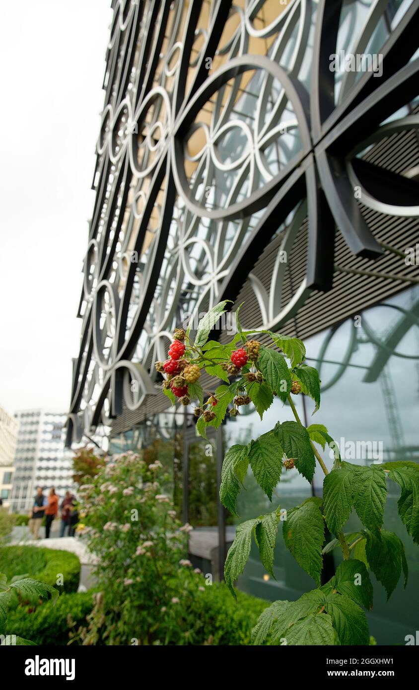 Library of Birmingham, in the center of the West Midlands city. Raspberries in fruit at the top floor public garden/viewing balcony. Stock Photo