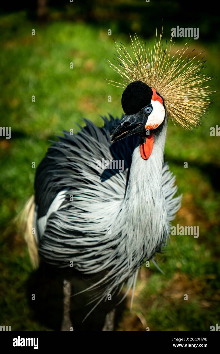 Vertical shot of a black crowned crane in a green field Stock Photo - Alamy