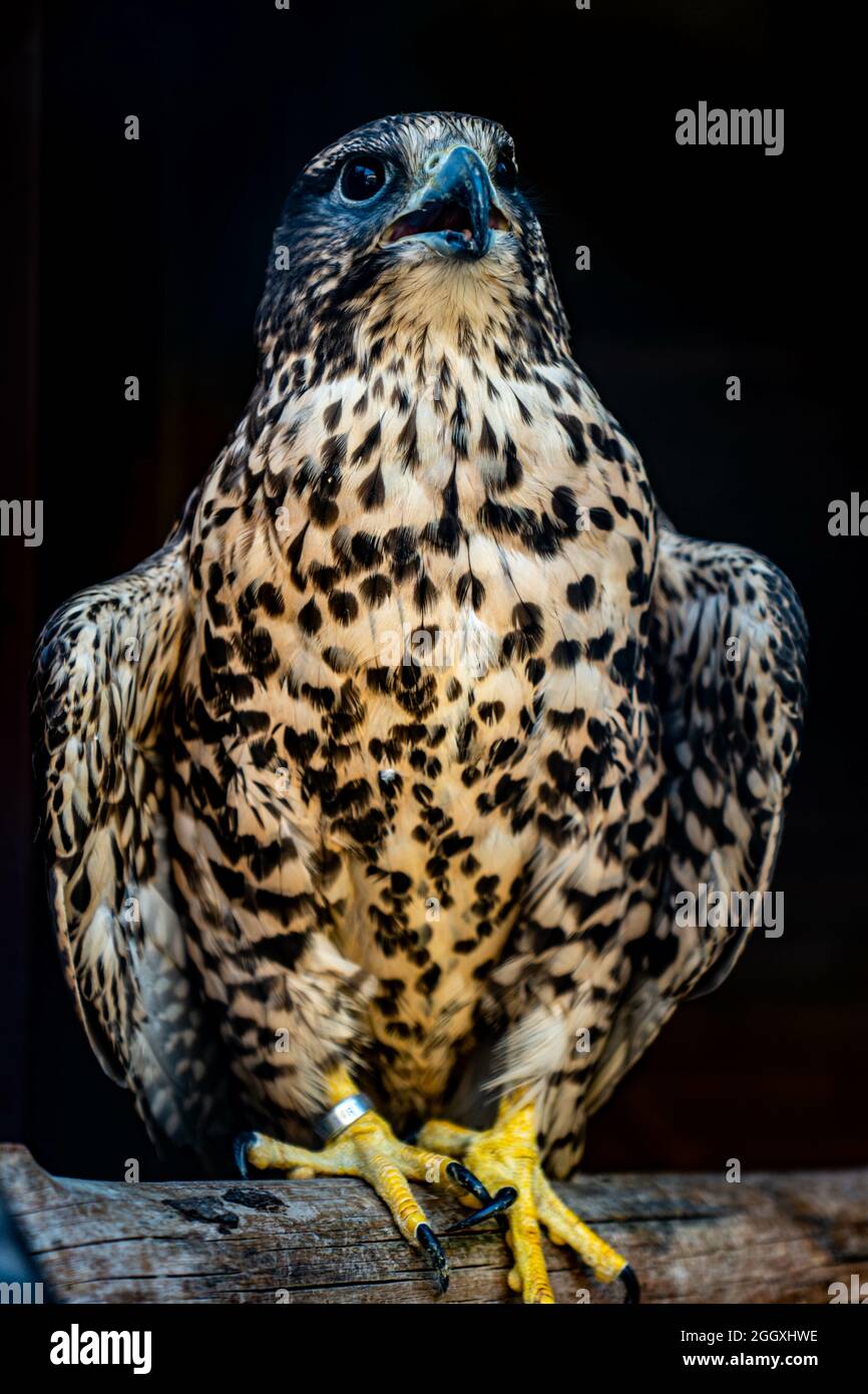 Hawk Action Shot Vertical shot predatory bird hi-res stock photography and images - Alamy
