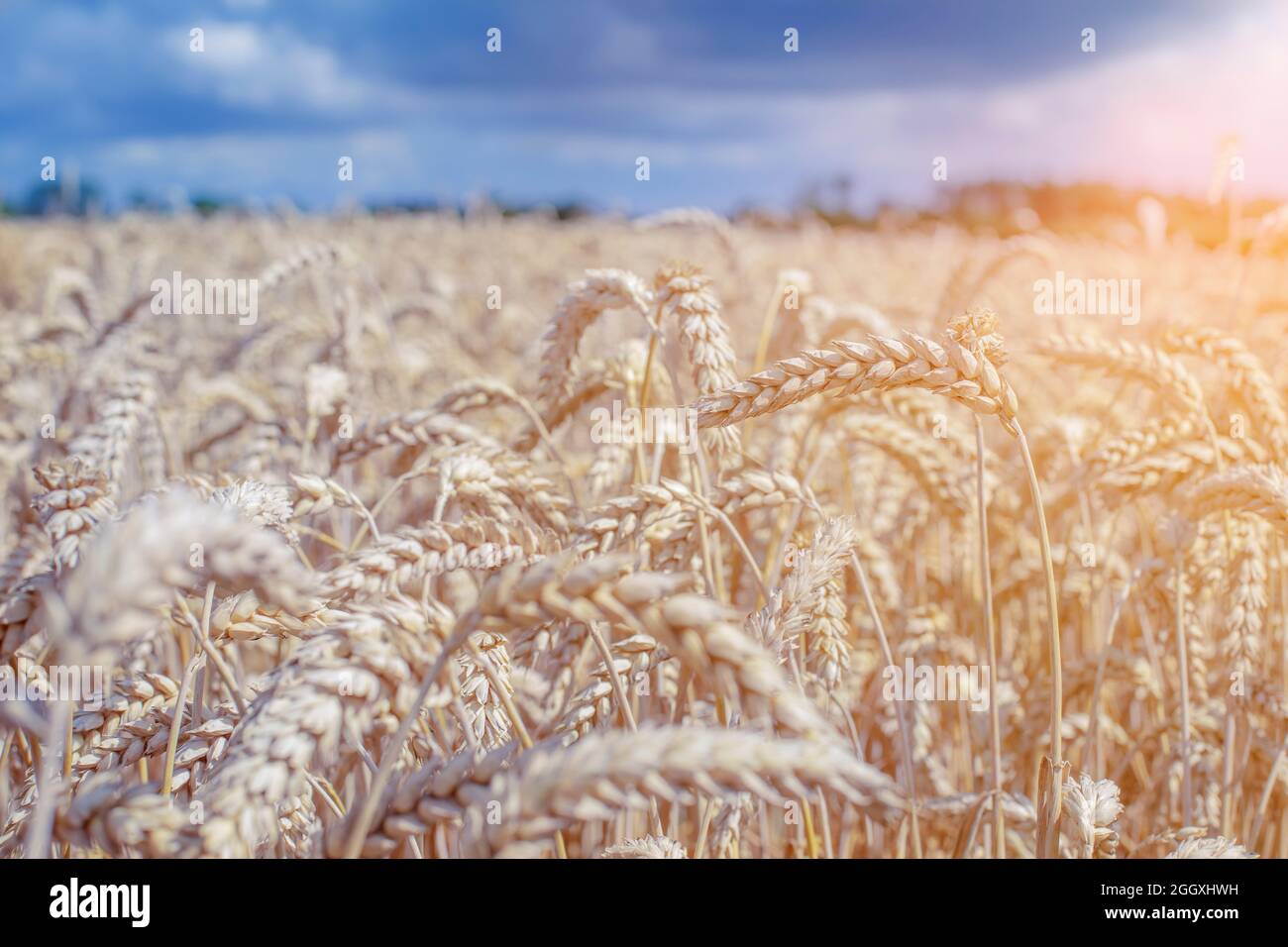 Closeup of organic rye grain field. Agriculture and harvest concept. Stock Photo