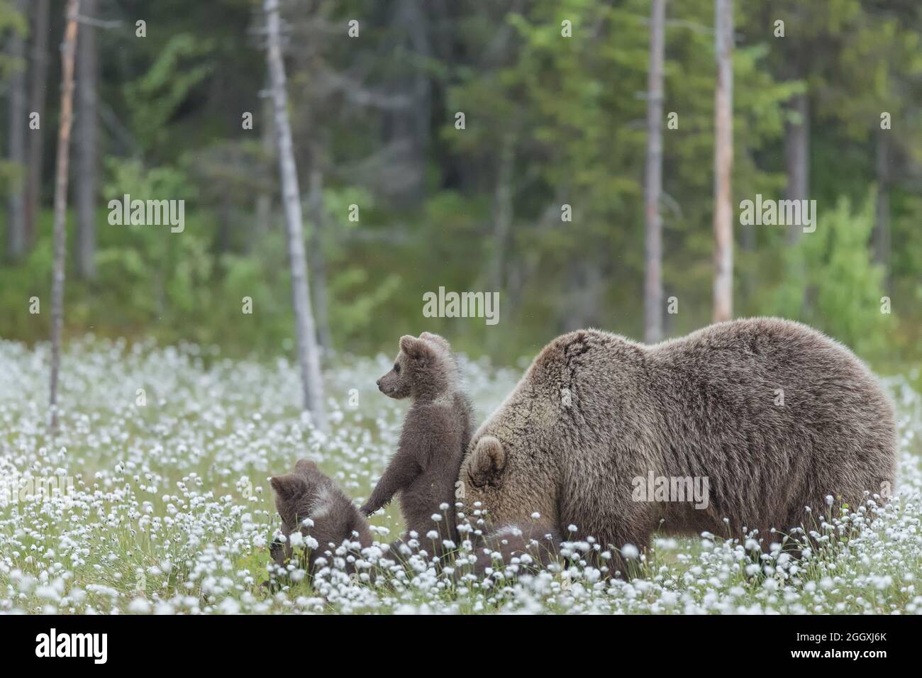 Mother bear and her three cubs in the middle of the cotton grass in a ...