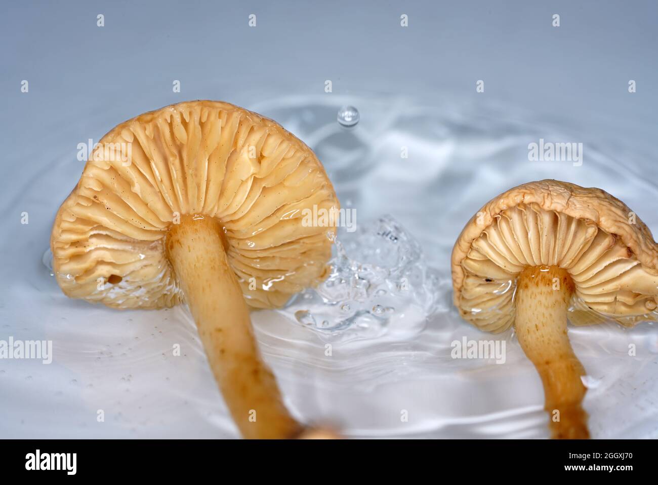 Selective of wild mushrooms (Marasmius Oreades) in a water Stock Photo